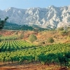 Petits Farcis: Provençal Vineyards